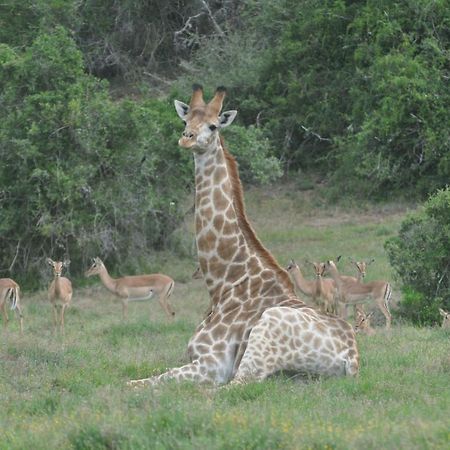 Hopewell Private Game Reserve Buyskloof Esterno foto