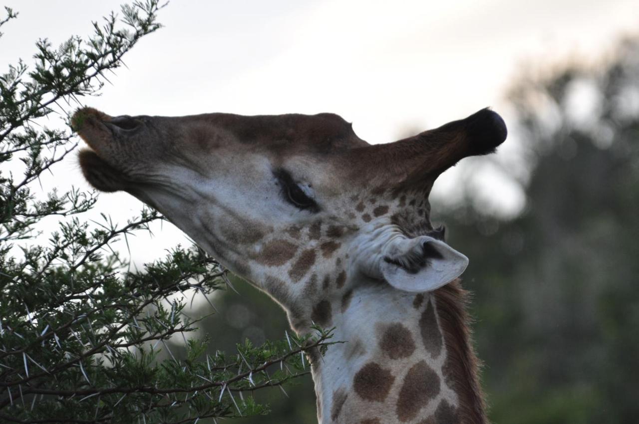 Hopewell Private Game Reserve Buyskloof Esterno foto