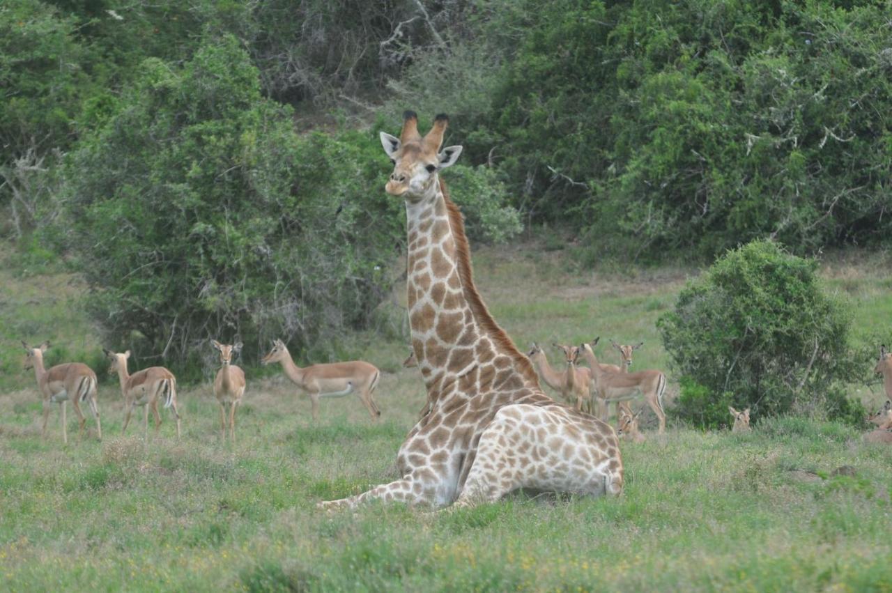 Hopewell Private Game Reserve Buyskloof Esterno foto