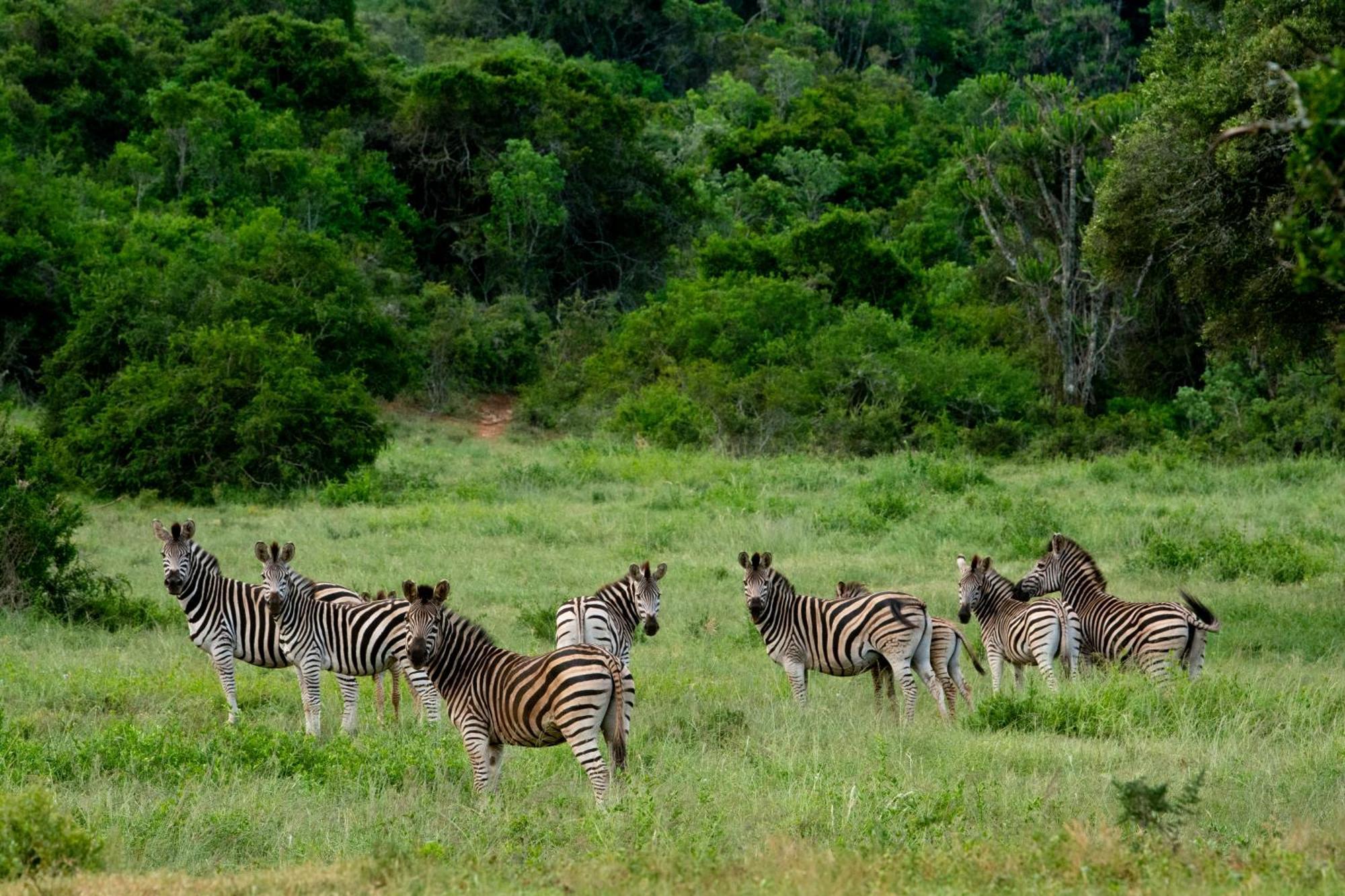 Hopewell Private Game Reserve Buyskloof Esterno foto