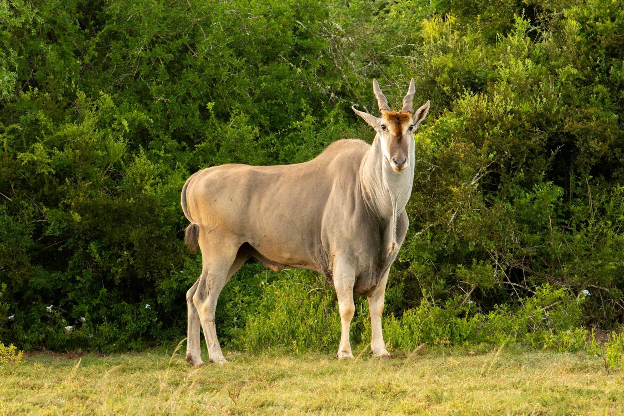 Hopewell Private Game Reserve Buyskloof Esterno foto