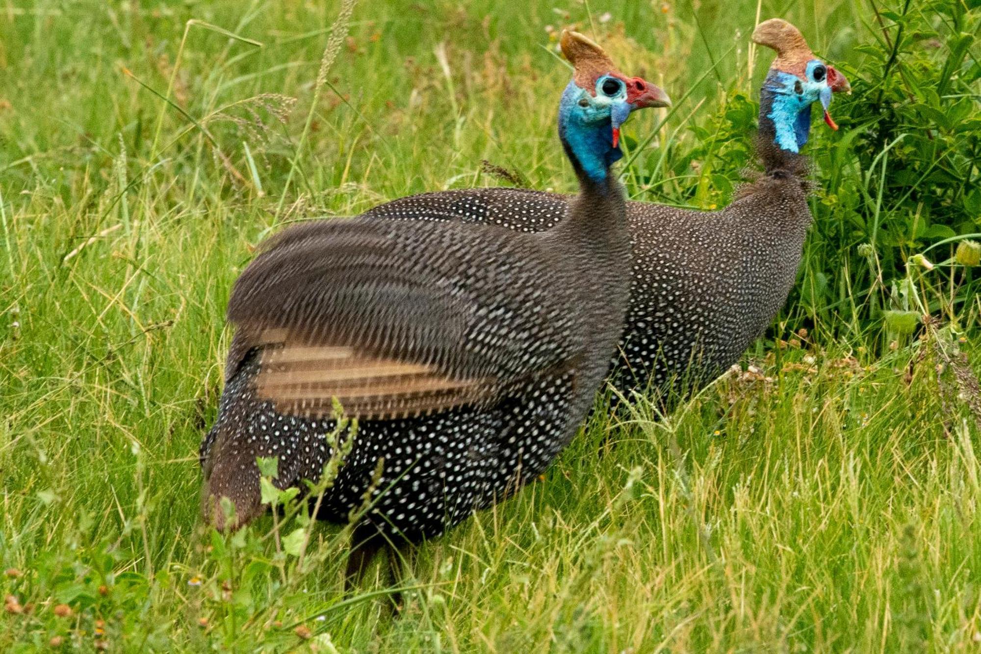 Hopewell Private Game Reserve Buyskloof Esterno foto
