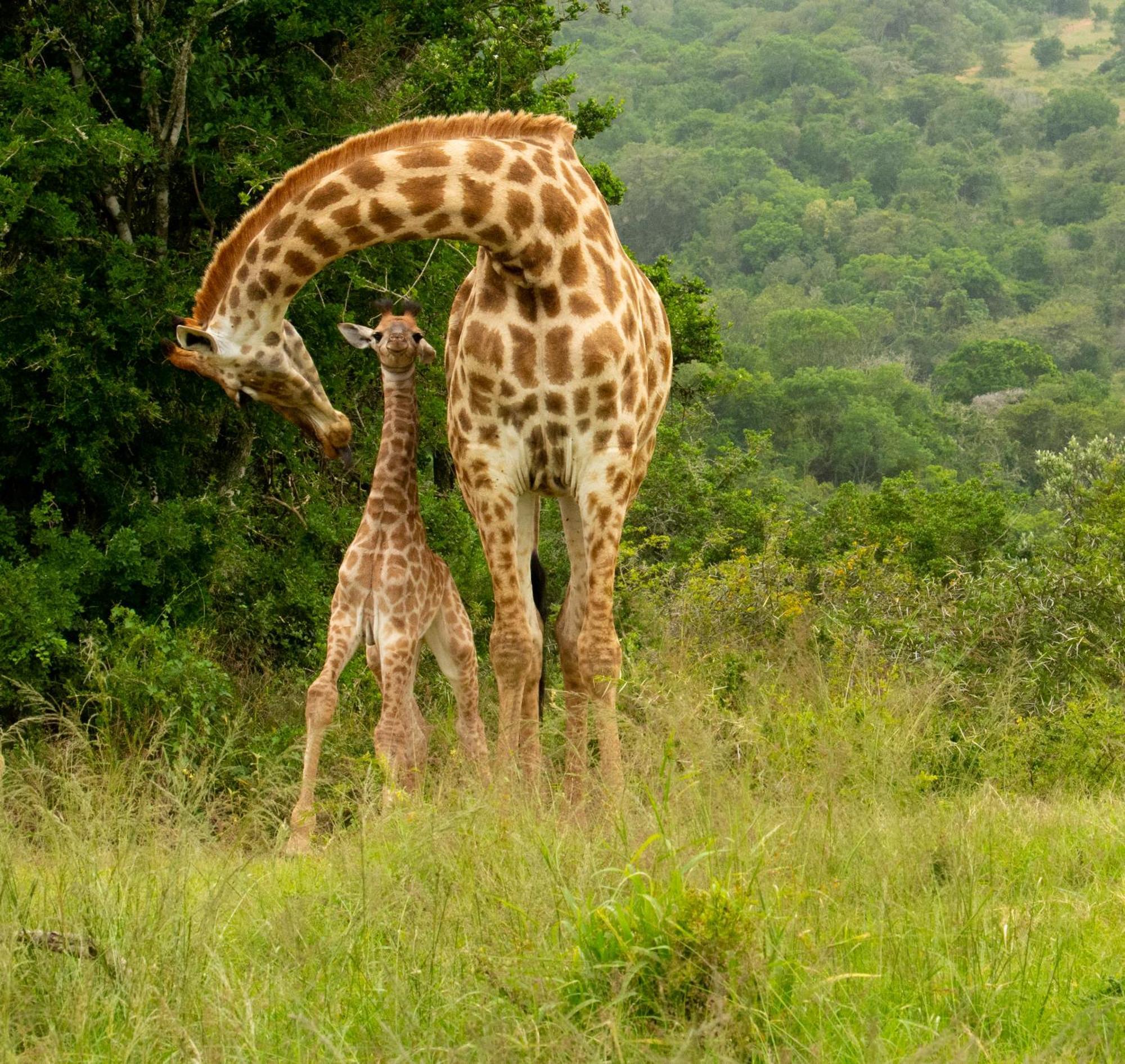 Hopewell Private Game Reserve Buyskloof Esterno foto