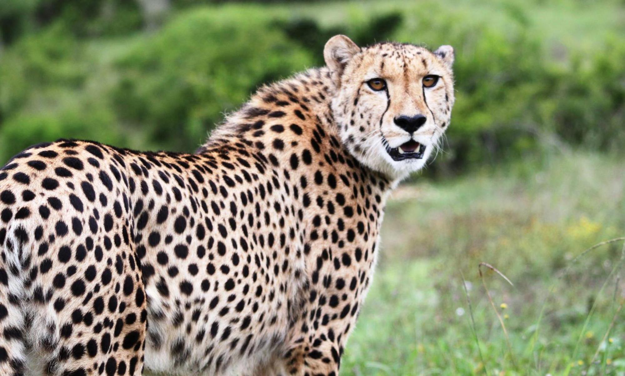 Hopewell Private Game Reserve Buyskloof Esterno foto