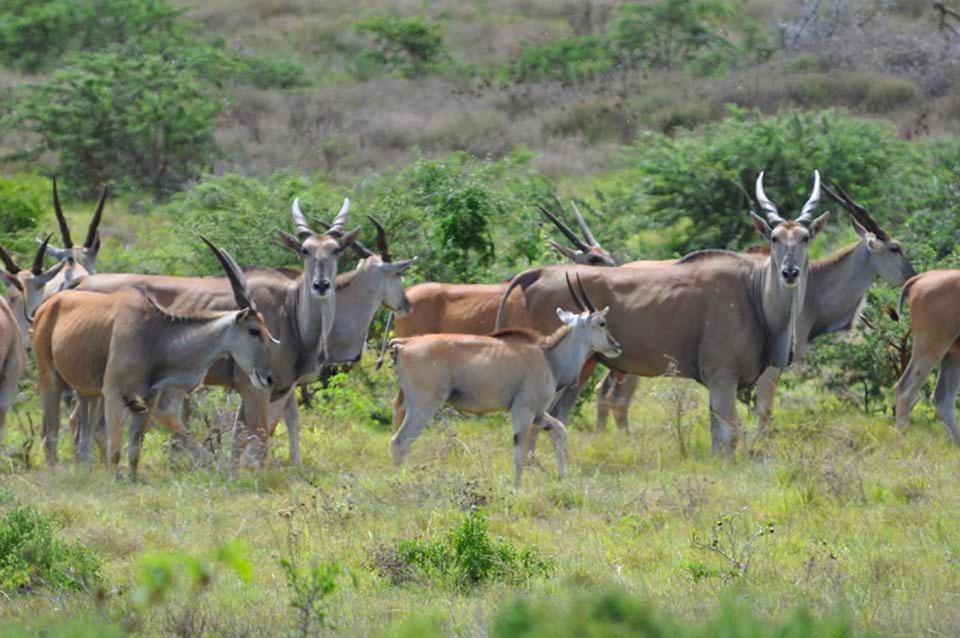 Hopewell Private Game Reserve Buyskloof Esterno foto