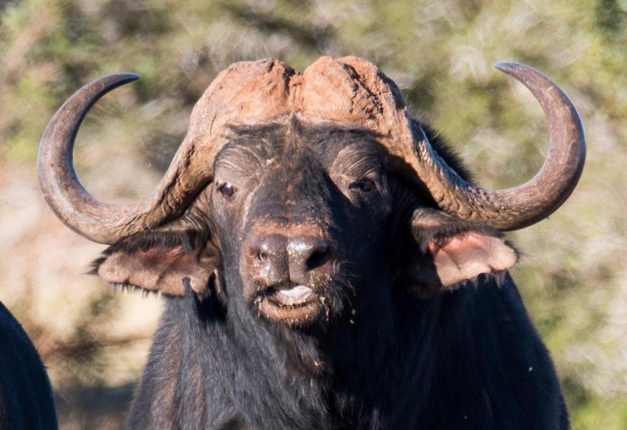 Hopewell Private Game Reserve Buyskloof Esterno foto