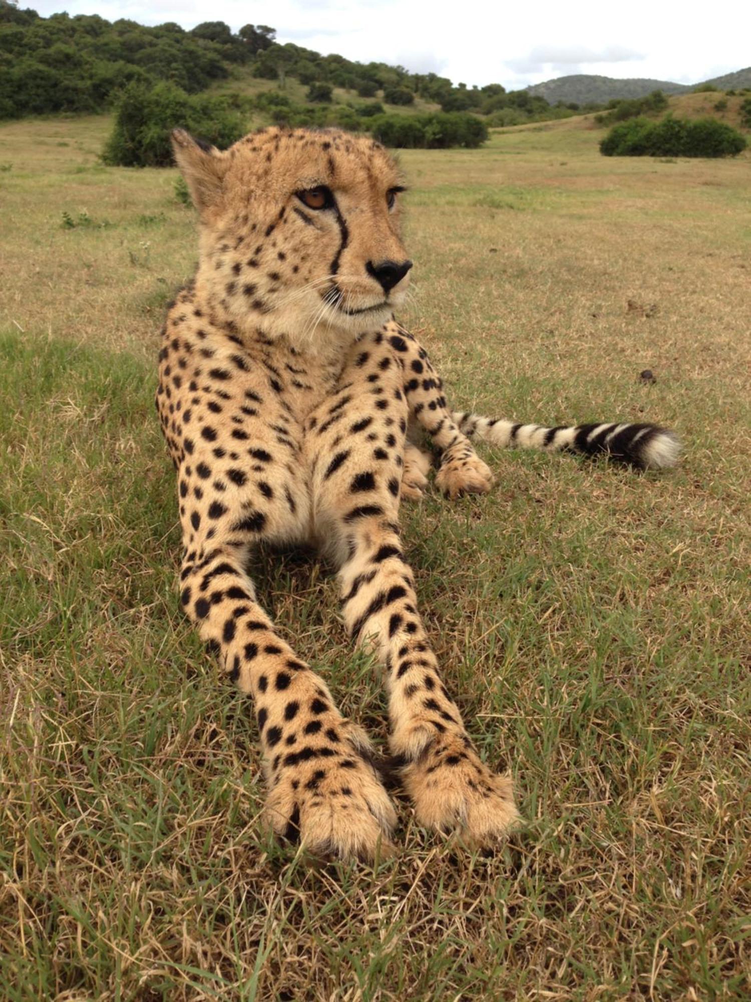 Hopewell Private Game Reserve Buyskloof Esterno foto