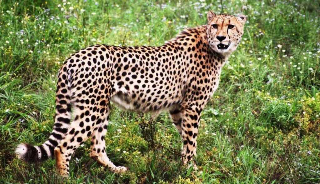 Hopewell Private Game Reserve Buyskloof Esterno foto
