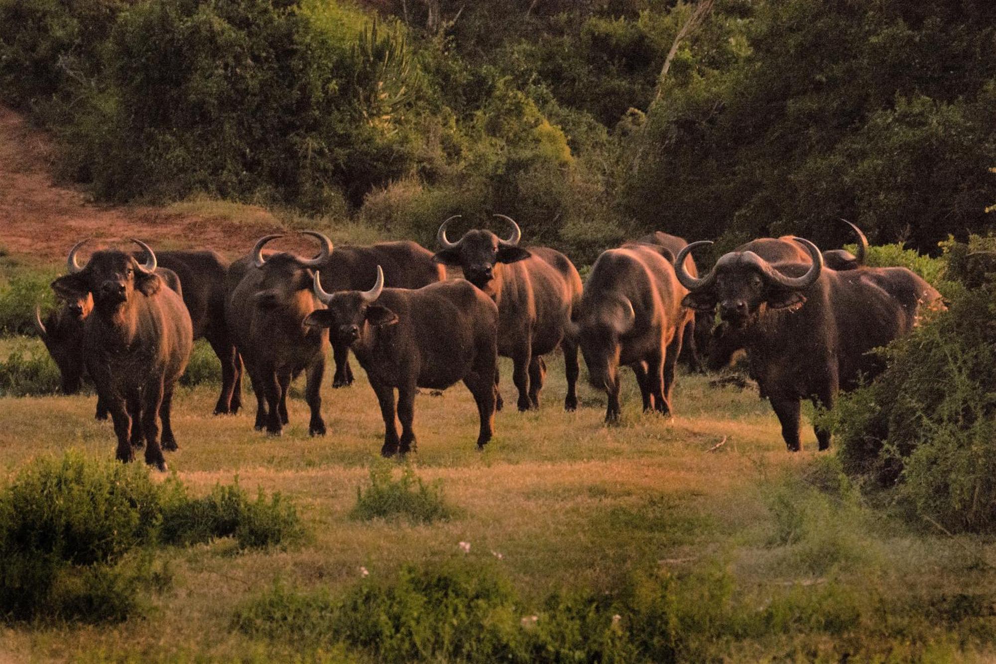Hopewell Private Game Reserve Buyskloof Esterno foto