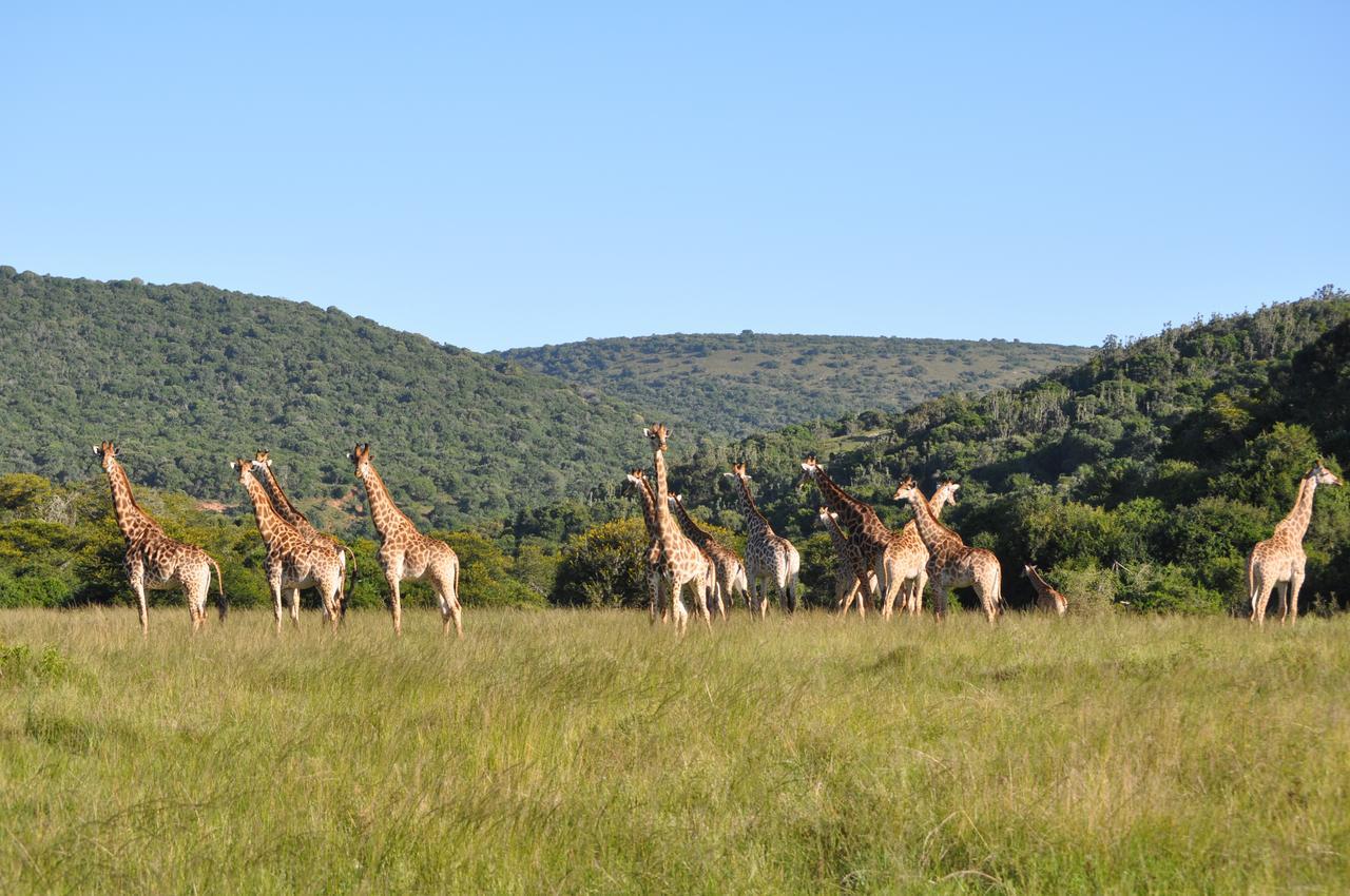 Hopewell Private Game Reserve Buyskloof Esterno foto