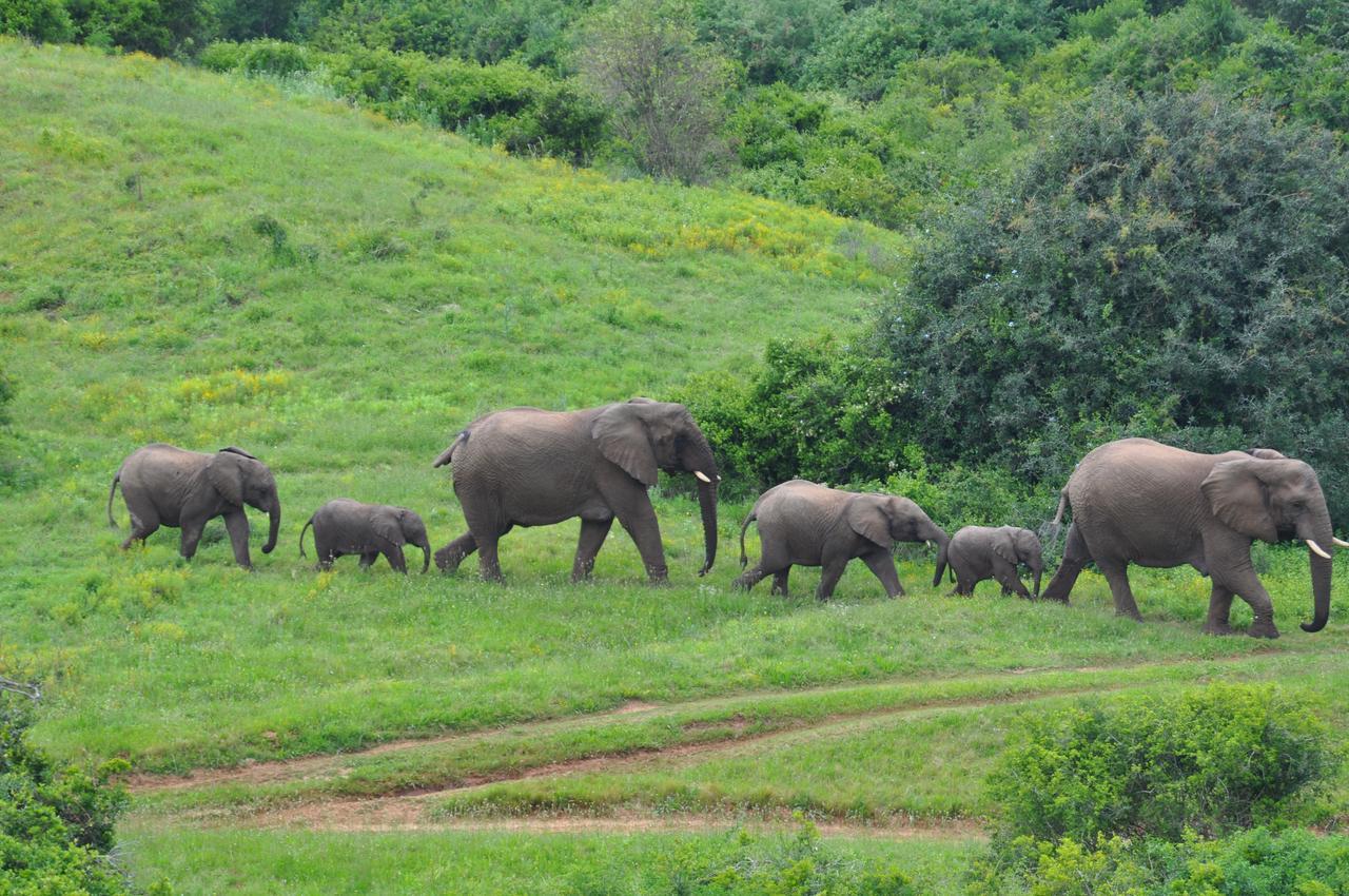 Hopewell Private Game Reserve Buyskloof Esterno foto