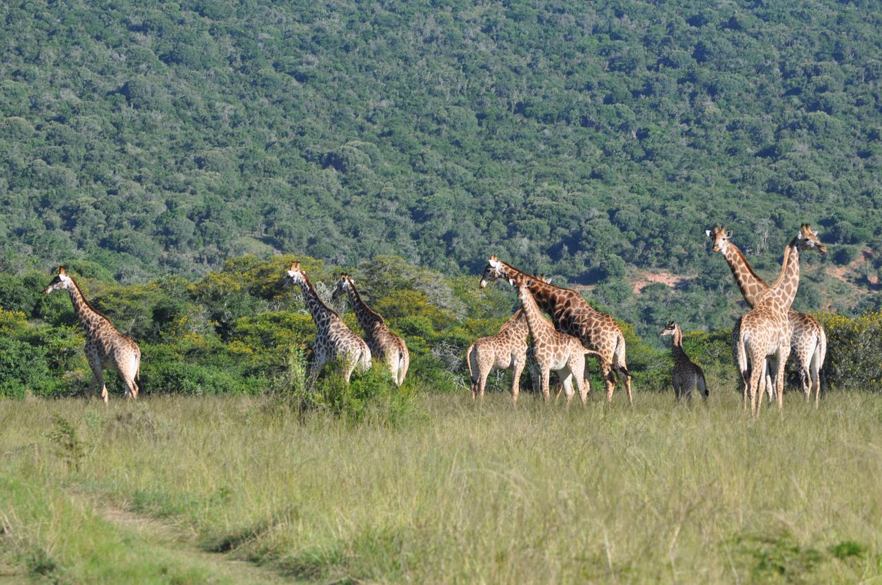 Hopewell Private Game Reserve Buyskloof Esterno foto